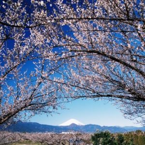 富士の景色と35,000本の梅の香り『第50回小田原梅まつり』流鏑馬や郷土芸能などイベント多数！