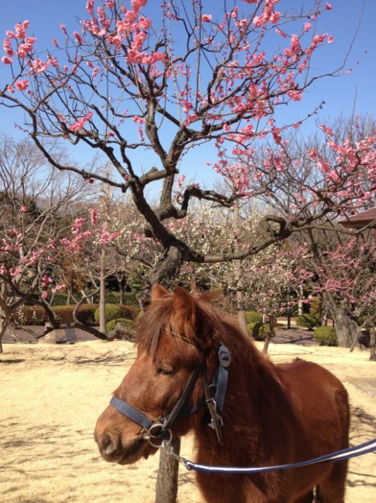 横浜・根岸森林公園＆馬の博物館で「梅まつり」ポニーと一緒に記念撮影も