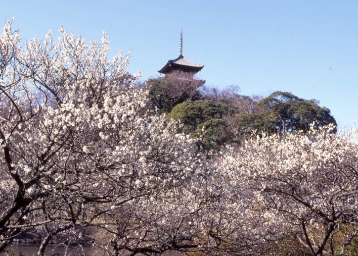 【一部中止も】横浜の梅の名所「三溪園」で春を告げる観梅会　見頃は２月中旬ごろ