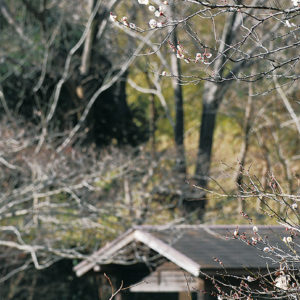 戸塚の舞岡公園でも梅が開花