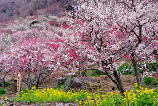 約4000本が咲き誇る「湯河原梅林（幕山公園）梅の宴」【2019年2月2日～3月10日】