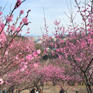 梅と菜の花が楽しめる【金沢自然公園】ローラーすべり台があるこども広場周辺