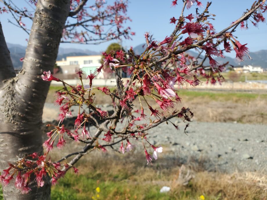 秦野・おかめ桜の定点観測2021