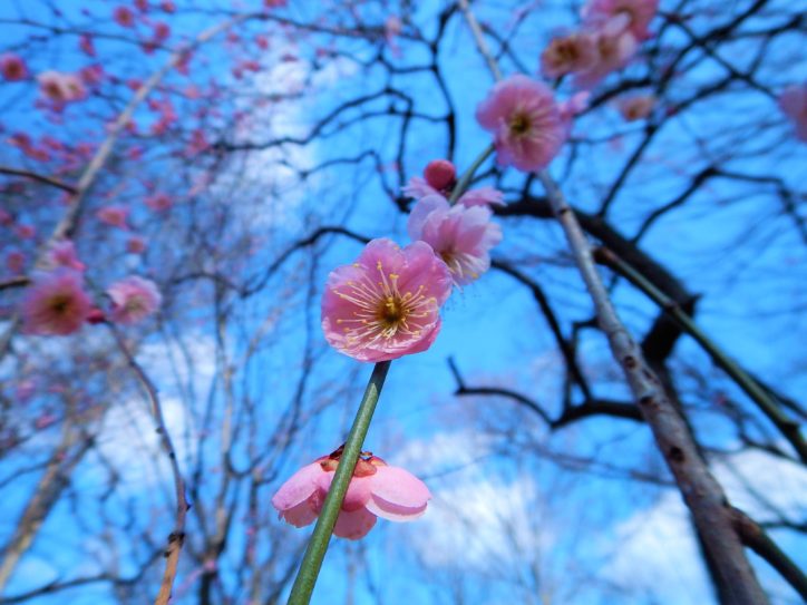 生田緑地の梅園で、ひっそり静かに咲く梅【川崎市多摩区】