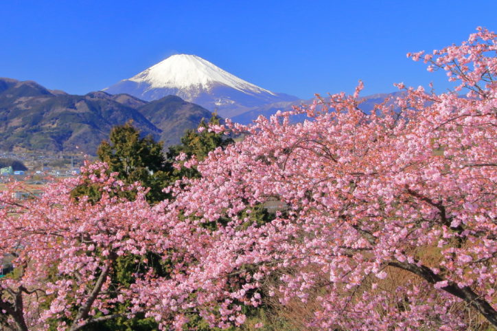 素晴らしい眺望と河津桜の競演「まつだ桜まつり」に行こう！＠松田町