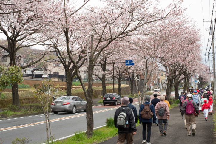 はだの桜みちなど約５キロを散策「春風ウォーク2023」！自分のペースで自由に歩こう