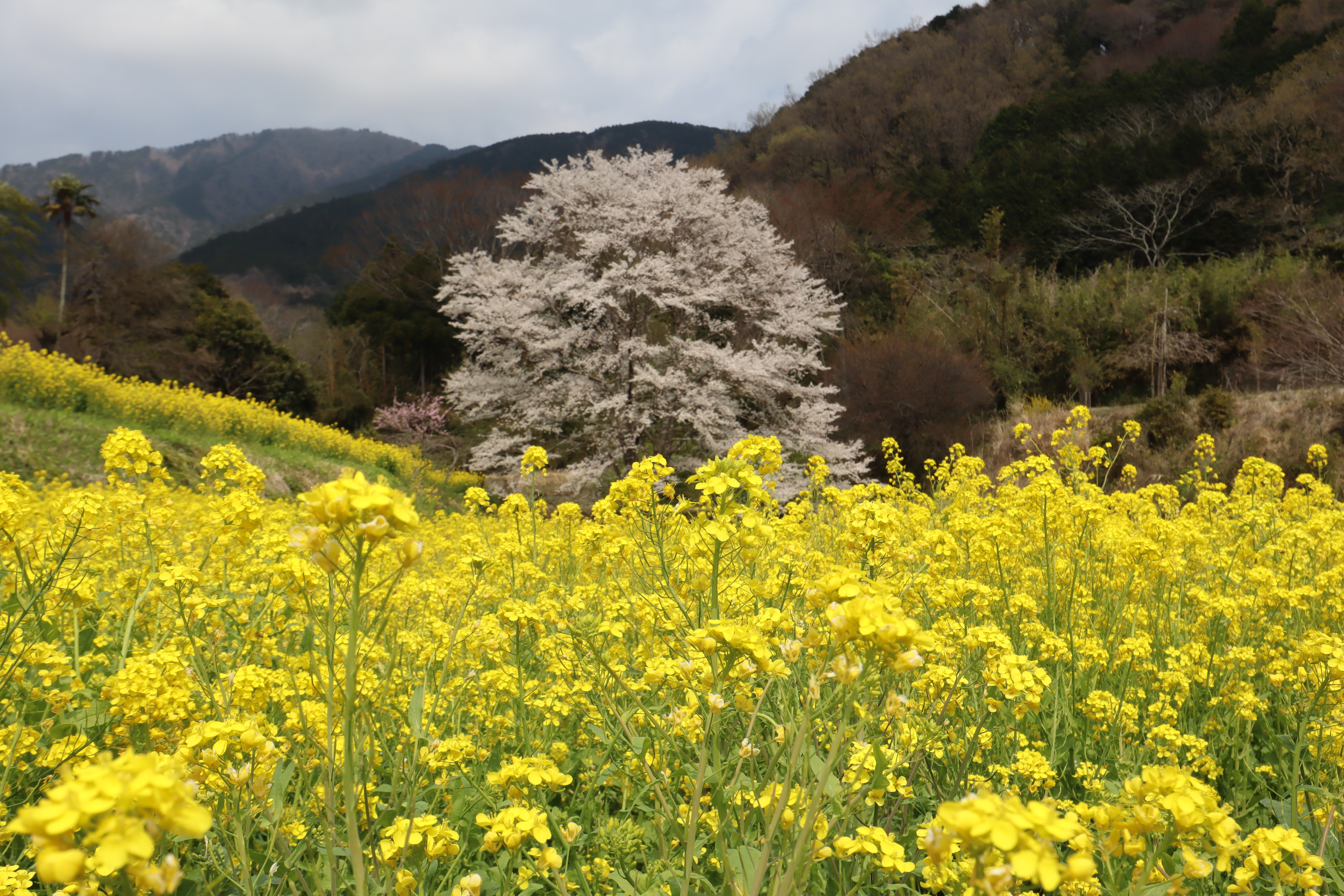 秦野 淡墨桜の定点観測21 神奈川 東京多摩のご近所情報 レアリア