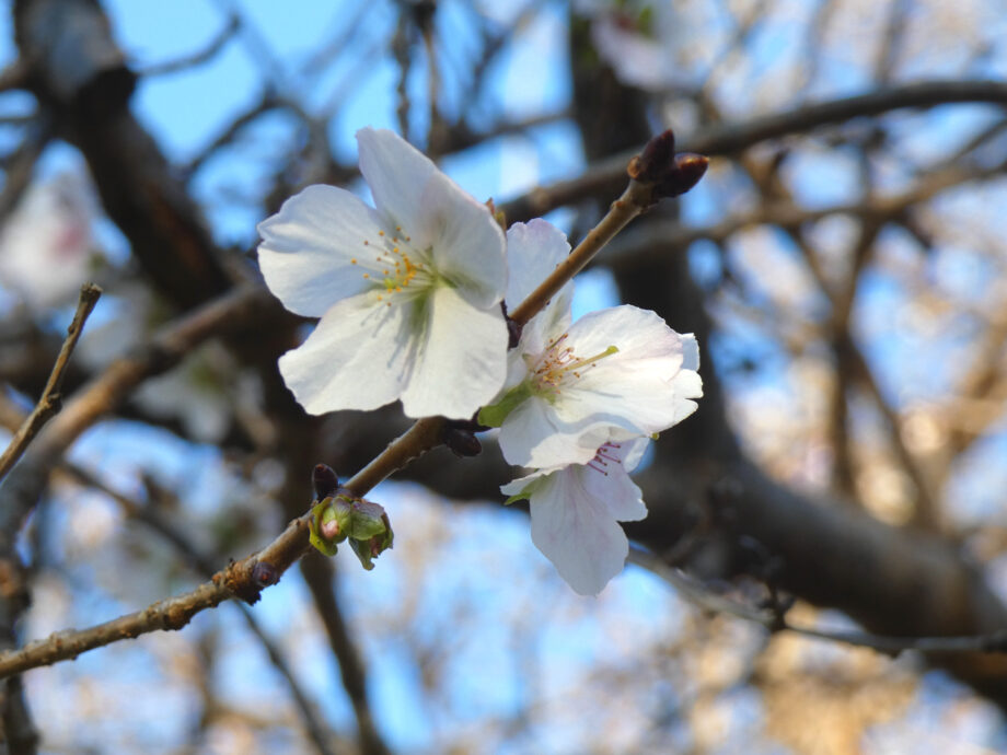 ＜はだの桜カレンダー＞春だけじゃない！十月桜や冬桜など秦野に咲く桜を月別にまとめました