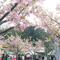 河津桜が楽しめる「平戸永谷川さくらまつり」