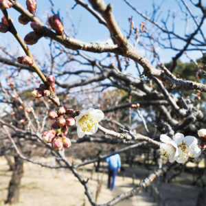 17種類140本の梅、2月上旬～３月中旬まで＠平塚市総合公園