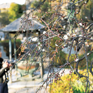 枝垂れ梅の名所！紅白の梅が楽しめる藤沢・常立寺
