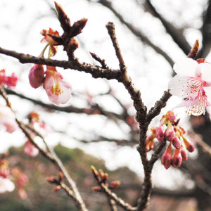 相模原公園で早咲きの桜が開花【満開は２月末頃】
