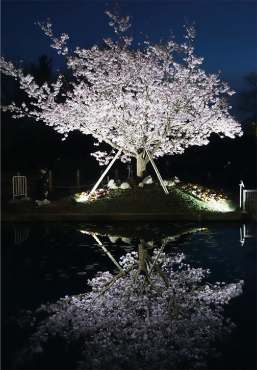 大船フラワーセンターで「夜桜ライトアップ」ひとあし早く“玉縄桜”楽しんで