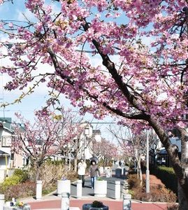 春を告げる～河津桜から開花リレースタート＠相模が丘仲よし小道さくら百華の道