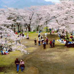 弘法山公園／お花見登山しよう