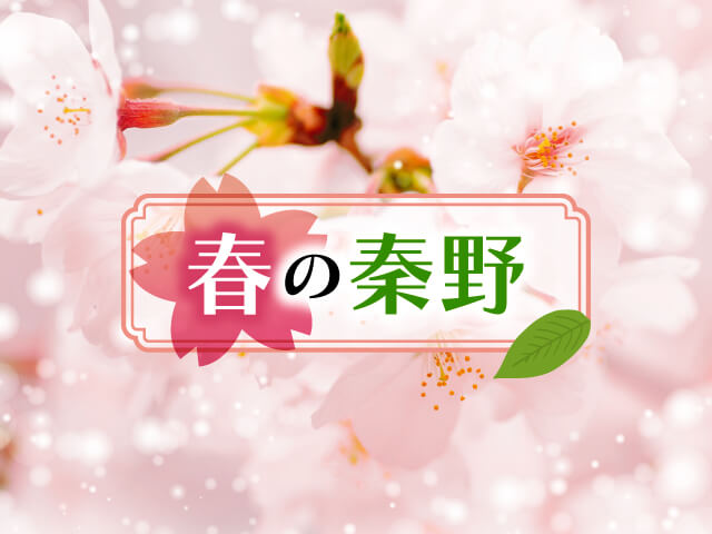 田原ふるさと公園花祭り