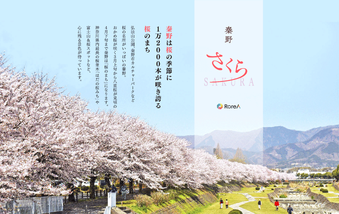 秦野 はだの の桜を見に行こう 神奈川の桜穴場スポット 秦野さくら レアリア