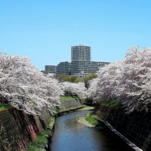 藤沢でダイナミックな桜並木～円行の引地川沿い～