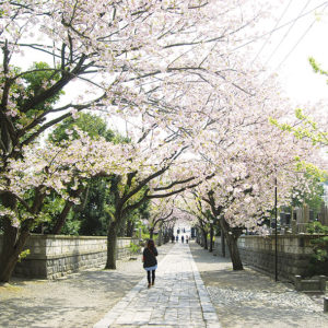 【遊行寺】「桜のトンネル」作る八重桜や境内に映えるシダレザクラほか