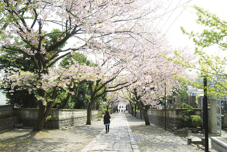 【遊行寺】「桜のトンネル」作る八重桜や境内に映えるシダレザクラほか