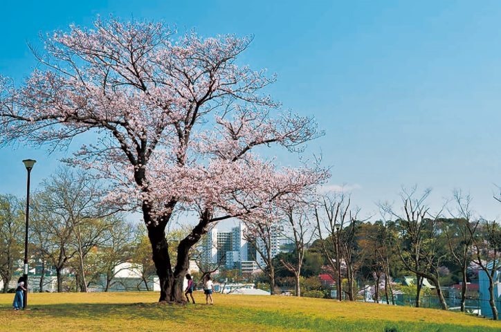 上永谷緑地の一本桜《港南区・栄区　桜ガイド2020》