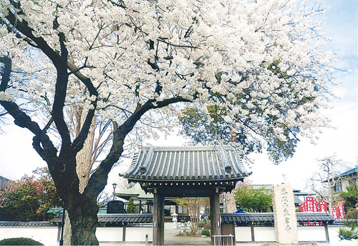 藤沢・盛岩寺で古建築と「桜」の共演！
