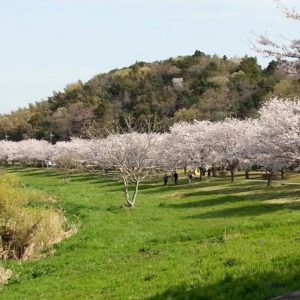 藤沢で桜と言えばココ！「桜のトンネル」引地川親水公園