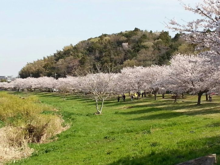 藤沢で桜と言えばココ！「桜のトンネル」引地川親水公園