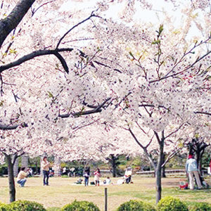 花と緑の藤沢「長久保公園」は桜もいっぱい