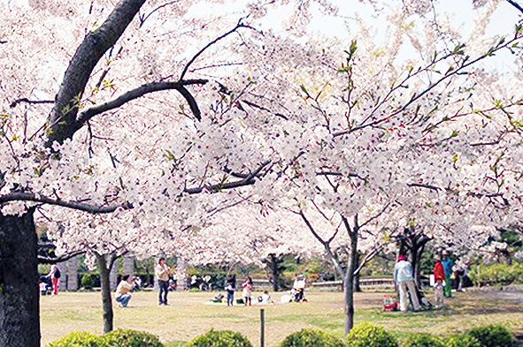 花と緑の藤沢「長久保公園」は桜もいっぱい