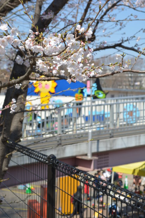 【開催中止】恒例の「桜まつり」左近山ショッピングセンター【横浜・旭区】