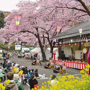 あつぎ飯山桜まつり 夜桜ライトアップも 神奈川 東京多摩のご近所情報 レアリア