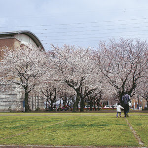 あやせ市内の桜の名所！集めました