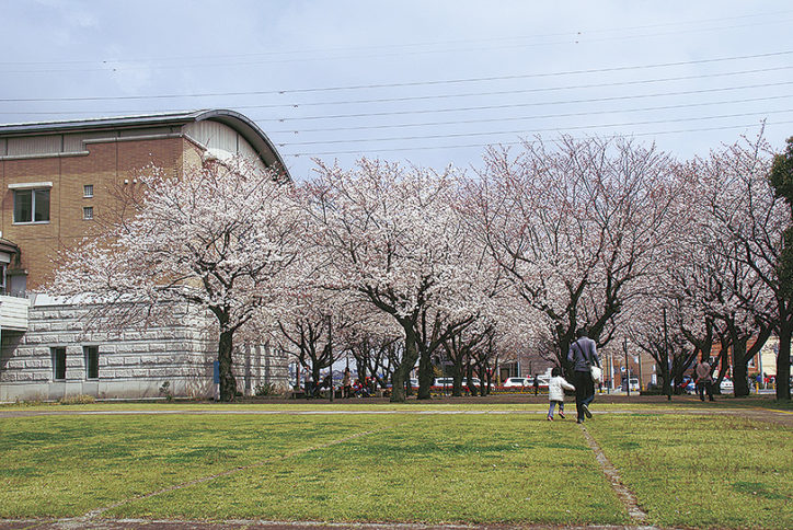 あやせ市内の桜の名所 集めました 神奈川 東京多摩のご近所情報 レアリア
