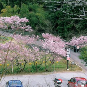 秦野・中丸沢の川沿いに植えられた約70本の「春めき桜」見頃に
