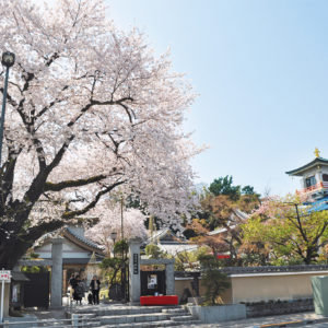 【八王子市・桜スポット】松姫ゆかりの「信松院」