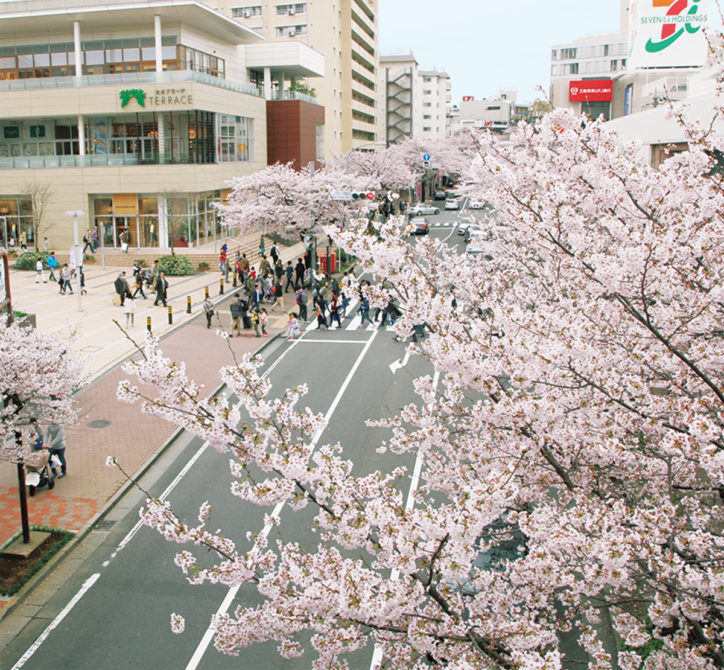 【開催中止】2020年 第11回たまプラーザ桜フェスティバル「桜まつり」は3月28日、29日開催