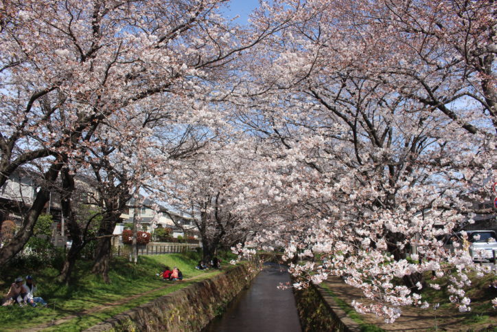 千本桜さくら祭り2019【大和市】