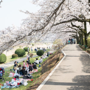 はだの桜まつり２０１９