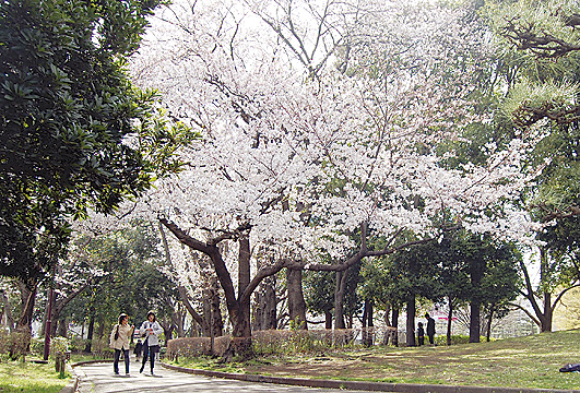 藤沢の「湘南台公園」桜の見ごろは3月下旬