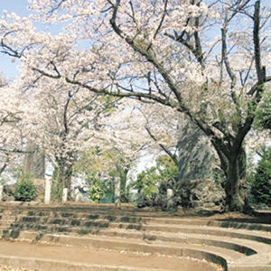 江の島も見える小高い丘に「桜」咲く　藤沢市・伊勢山公園