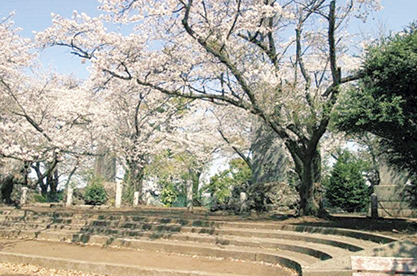 江の島も見える小高い丘に「桜」咲く　藤沢市・伊勢山公園