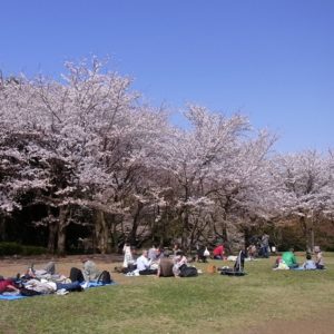 横浜に里山の自然残るお花見スポット！四季の森公園「サクラ観察会」で桜茶サービスも