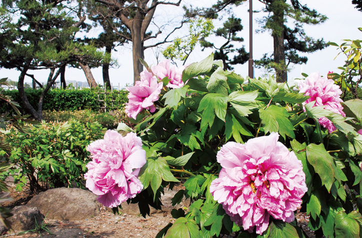 横浜の海沿い庭園で愛でる「ぼたんまつり」旧伊藤博文金沢別邸