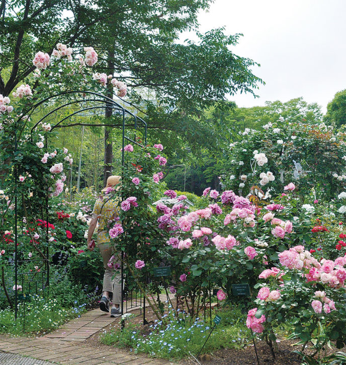 １００本のバラが見ごろに「ローズウィーク」本格的なブーケづくりの見学も【多摩中央公園内】