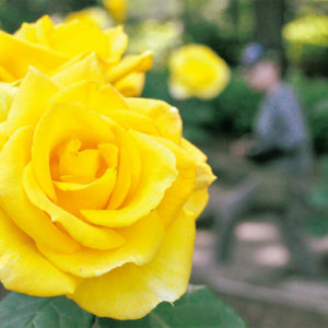 相模原北公園のバラ 、鮮やかに初夏の風に揺れる