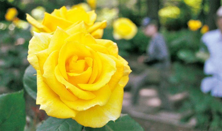 相模原北公園のバラ 、鮮やかに初夏の風に揺れる