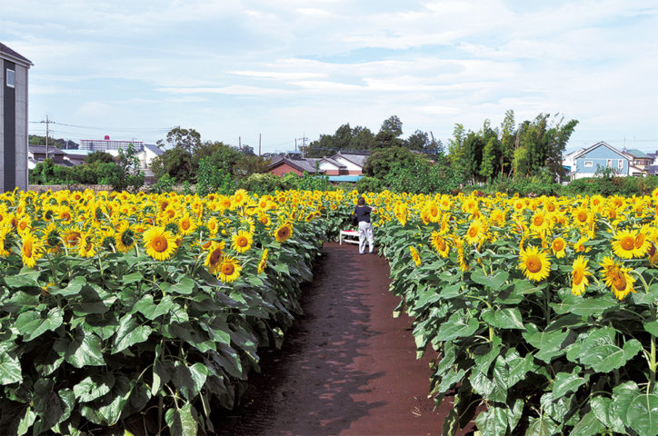 8月下旬に1万本開花「なんまちひまわり畑」＠町田市・横田農園
