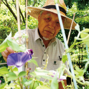 「変化朝顔」本郷ふじやま公園 8月12日は8時開園での特別撮影会!【横浜市栄区】 「変化朝顔」本郷ふじやま公園 8月12日は8時開園での特別撮影会!【横浜市栄区】