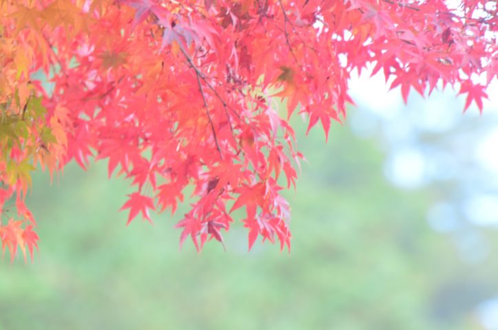 秋の舞岡公園で9キロを歩くウォーキングイベント！【戸塚区】